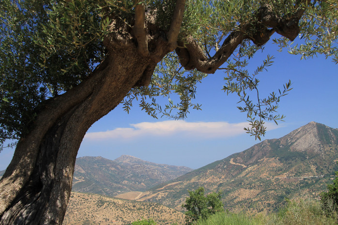 olijfbomen sicilie