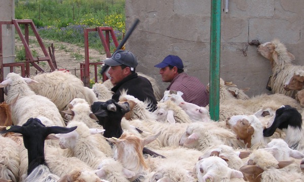 VAL DI KAM EXPERIENCE, S. Angelo Muxaro, Agrigento